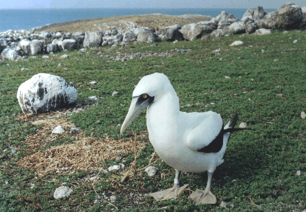Sula dactylatra (Atob-branco)